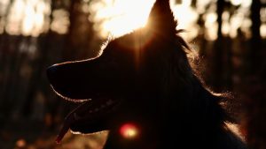 A Silhouette of a Dog