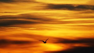 Black Bird Flying Under Yellow Sky