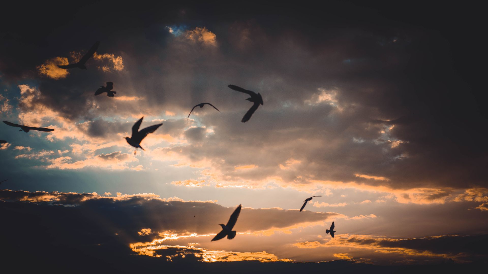 Flock of Birds Flying Above Sky during Dusk