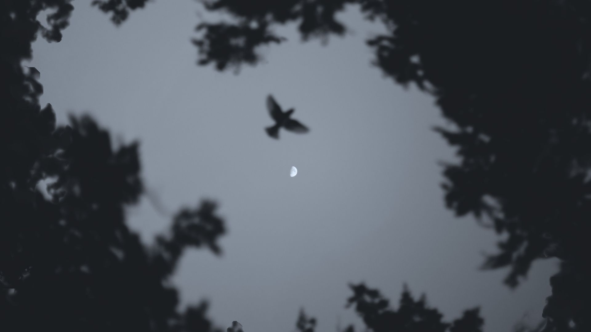 Low Angle Photo of Bird Flying during Night