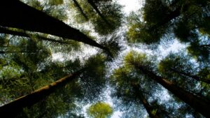 Low Angle Photography of Tall Green Trees