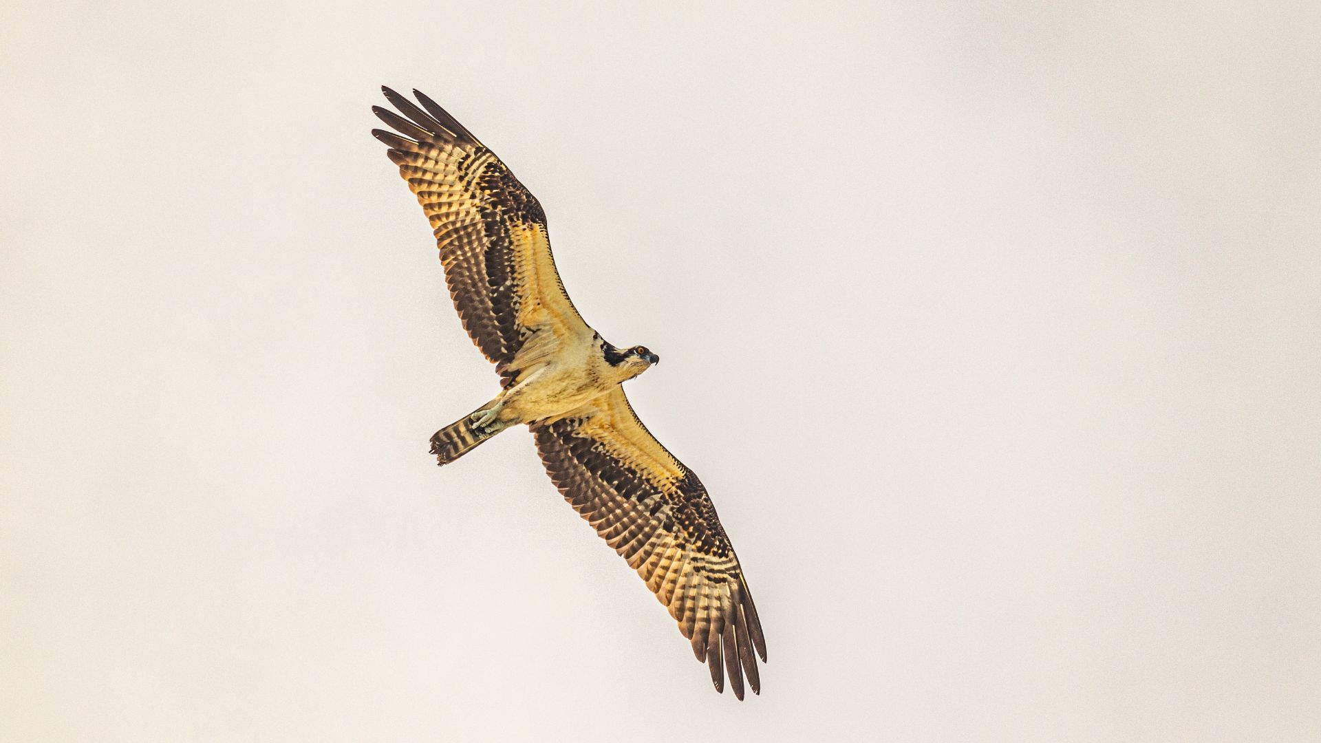 Low Angle Shot of a Flying Falcon