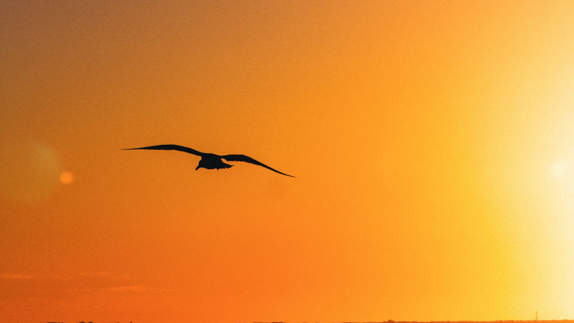 Silhouette of Bird Flying Over Body of Water