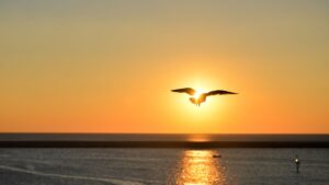 Silhouette of Seagull Flying Above Large Body of Water during Sunset