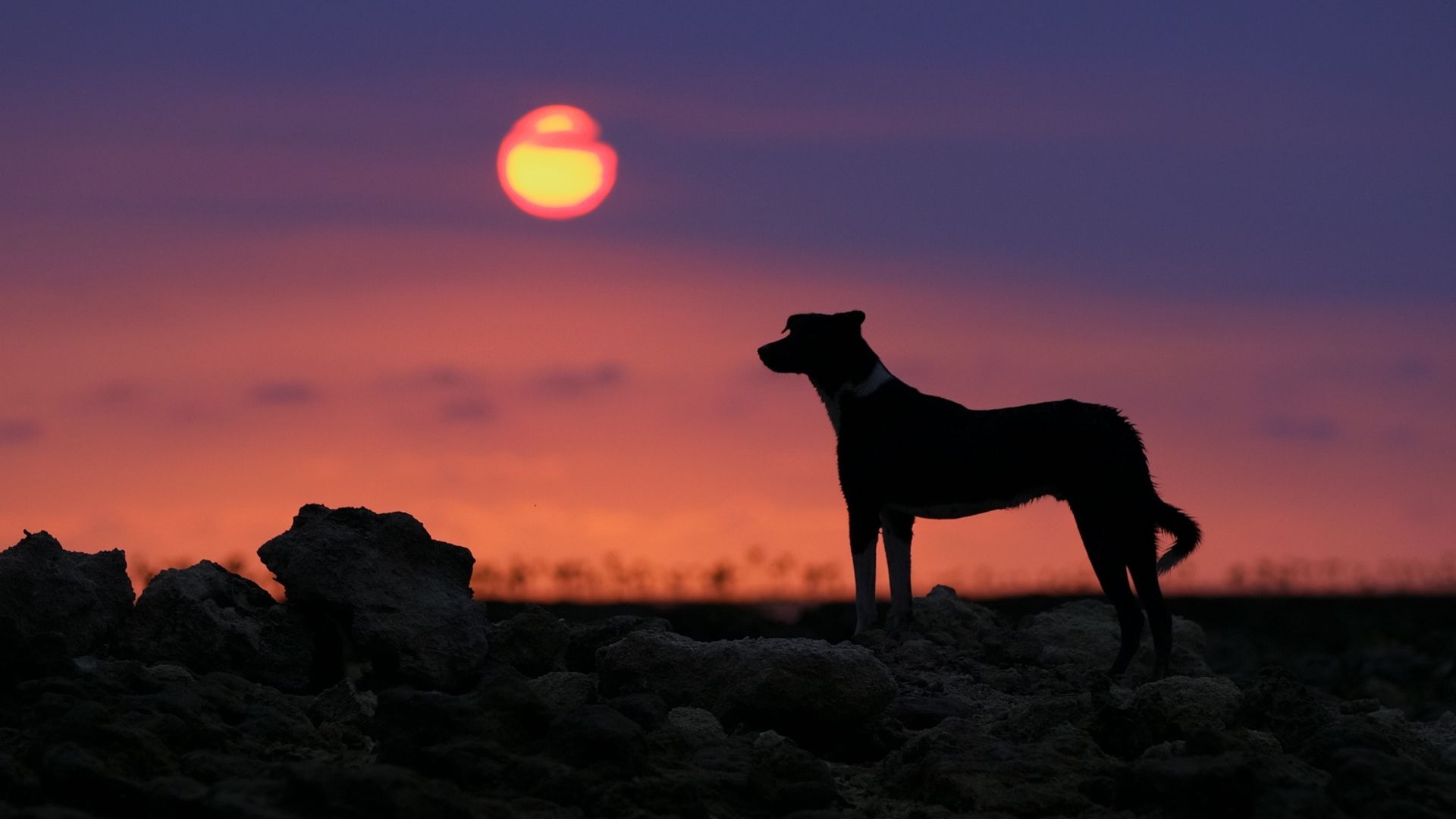 Silhouette of a Dog During Sunset