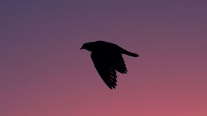 Silhouette of a Flying Bird