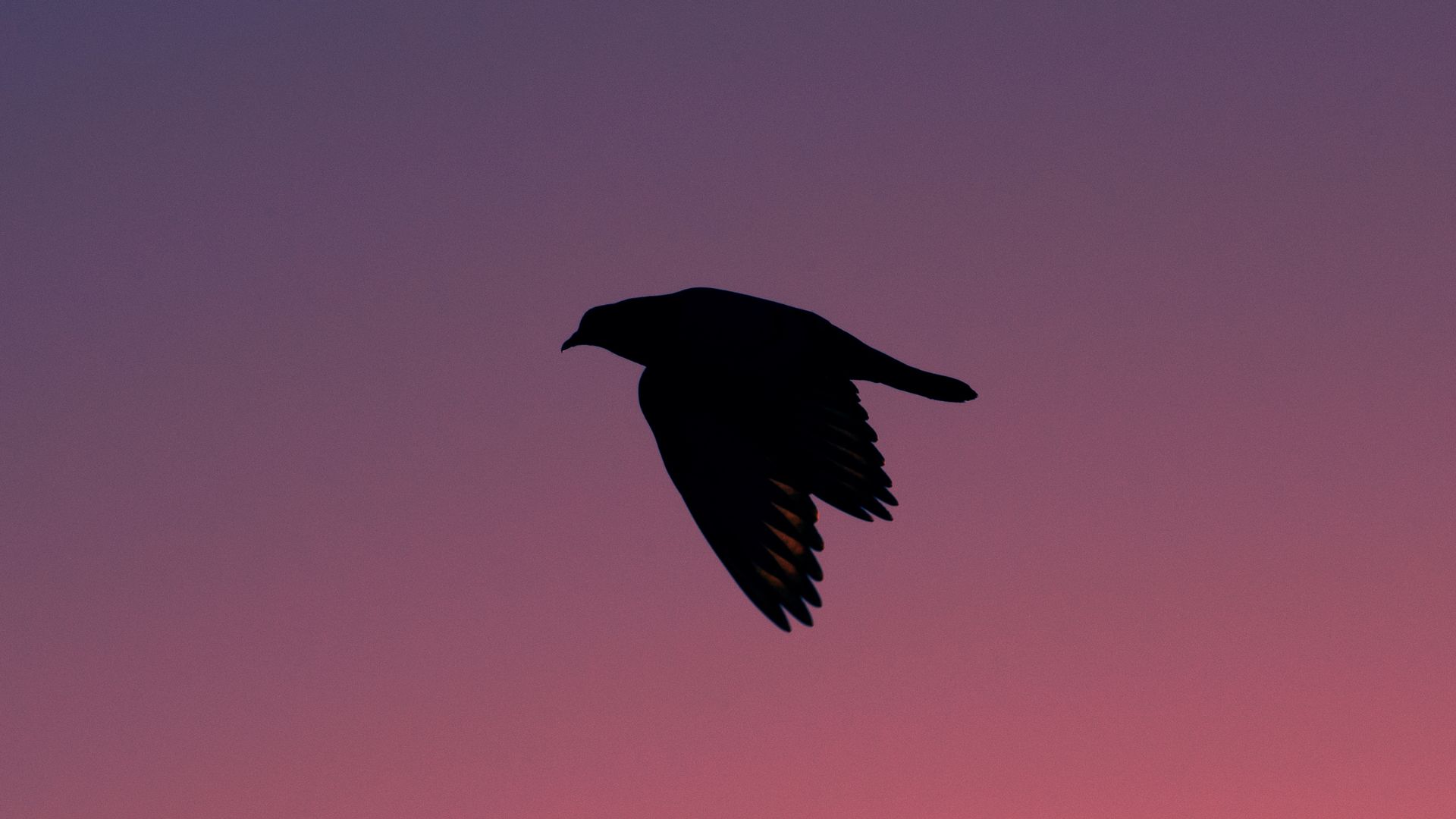 Silhouette of a Flying Bird